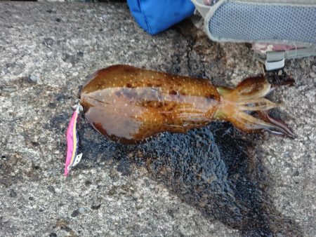 アオリにキジハタ釣り